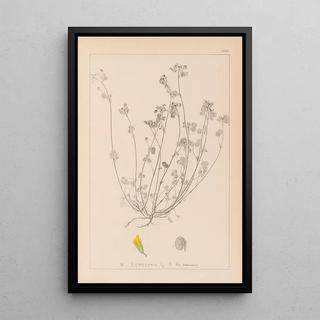 Louis Antoine Cusin - Herbier de la flore franaise Pl0247.webp