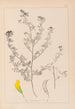Herbier de la flore française Pl0249 - Louis Antoine Cusin — weergave van het kunstwerk