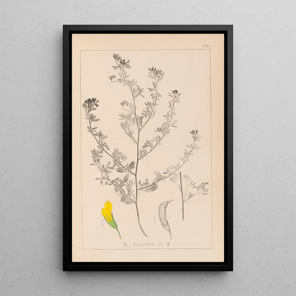 Louis Antoine Cusin - Herbier de la flore franaise Pl0249.webp