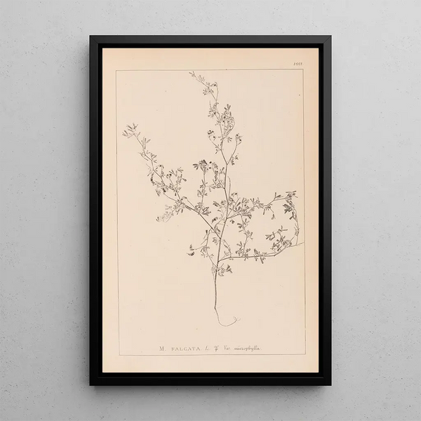 Louis Antoine Cusin - Herbier de la flore franaise Pl0250.webp