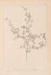 Herbier de la flore française Pl0250 - Louis Antoine Cusin — weergave van het kunstwerk
