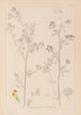Herbier de la flore française Pl0251 - Louis Antoine Cusin — weergave van het kunstwerk