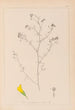 Herbier de la flore française Pl0253 - Louis Antoine Cusin — weergave van het kunstwerk
