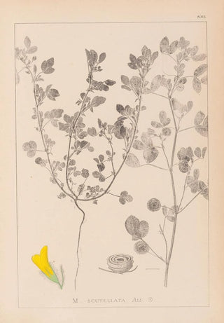 Louis Antoine Cusin - Herbier de la flore franaise Pl0254.webp