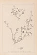 Herbier de la flore française Pl0256 - Louis Antoine Cusin — weergave van het kunstwerk