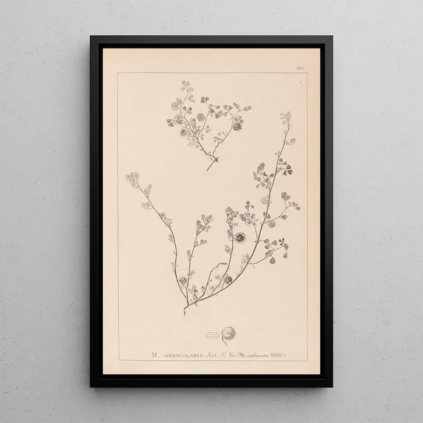 Louis Antoine Cusin - Herbier de la flore franaise Pl0256.webp