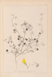 Herbier de la flore française Pl0257 - Louis Antoine Cusin — weergave van het kunstwerk