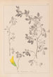Herbier de la flore française Pl0258 - Louis Antoine Cusin — weergave van het kunstwerk