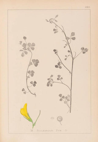 Louis Antoine Cusin - Herbier de la flore franaise Pl0259.webp