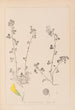 Herbier de la flore française Pl0260 - Louis Antoine Cusin — weergave van het kunstwerk
