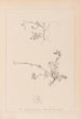 Herbier de la flore française Pl0261 - Louis Antoine Cusin — weergave van het kunstwerk