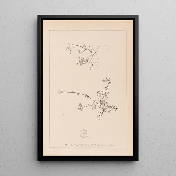 Louis Antoine Cusin - Herbier de la flore franaise Pl0261.webp
