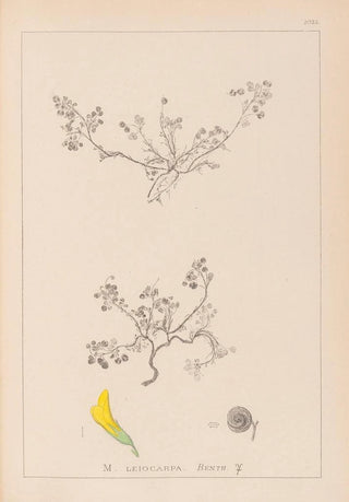 Louis Antoine Cusin - Herbier de la flore franaise Pl0262.webp