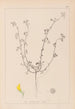 Herbier de la flore française Pl0263 - Louis Antoine Cusin — weergave van het kunstwerk