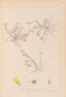 Herbier de la flore française Pl0268 - Louis Antoine Cusin — weergave van het kunstwerk