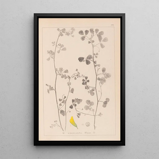 Louis Antoine Cusin - Herbier de la flore franaise Pl0269.webp