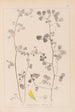 Herbier de la flore française Pl0269 - Louis Antoine Cusin — weergave van het kunstwerk