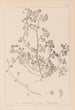 Herbier de la flore française Pl0270 - Louis Antoine Cusin — weergave van het kunstwerk