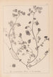 Herbier de la flore française Pl0271 - Louis Antoine Cusin — weergave van het kunstwerk