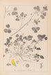 Herbier de la flore française Pl0276 - Louis Antoine Cusin — weergave van het kunstwerk