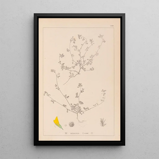 Louis Antoine Cusin - Herbier de la flore franaise Pl0277.webp