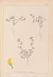 Herbier de la flore française Pl0279 - Louis Antoine Cusin — weergave van het kunstwerk