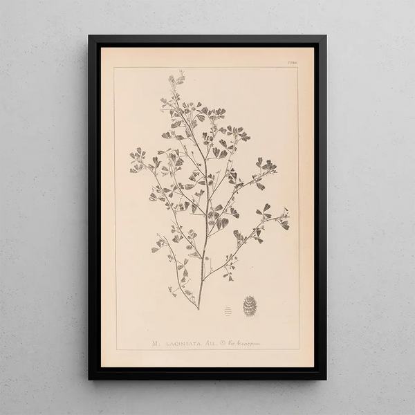 Louis Antoine Cusin - Herbier de la flore franaise Pl0282.webp