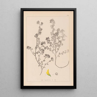 Louis Antoine Cusin - Herbier de la flore franaise Pl0283.webp