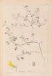 Herbier de la flore française Pl0290 - Louis Antoine Cusin — weergave van het kunstwerk