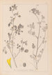 Herbier de la flore française Pl0291 - Louis Antoine Cusin — weergave van het kunstwerk
