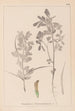 Herbier de la flore française Pl0295 - Louis Antoine Cusin — weergave van het kunstwerk