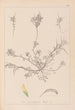 Herbier de la flore française Pl0296 - Louis Antoine Cusin — weergave van het kunstwerk