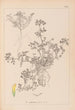 Herbier de la flore française Pl0297 - Louis Antoine Cusin — weergave van het kunstwerk