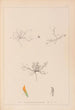 Herbier de la flore française Pl0299 - Louis Antoine Cusin — weergave van het kunstwerk