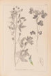 Herbier de la flore française Pl0302 - Louis Antoine Cusin — weergave van het kunstwerk