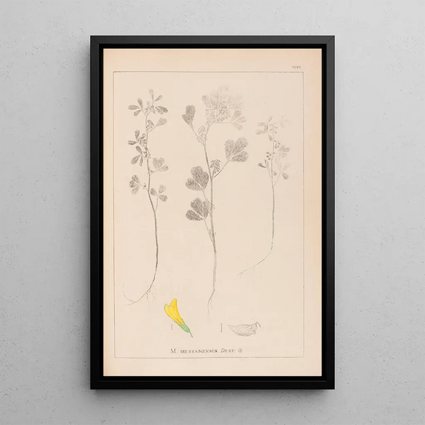 Louis Antoine Cusin - Herbier de la flore franaise Pl0303.webp