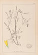 Herbier de la flore française Pl0305 - Louis Antoine Cusin — weergave van het kunstwerk