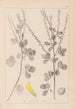 Herbier de la flore française Pl0306 - Louis Antoine Cusin — weergave van het kunstwerk