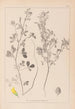 Herbier de la flore française Pl0308 - Louis Antoine Cusin — weergave van het kunstwerk