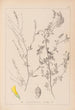 Herbier de la flore française Pl0310 - Louis Antoine Cusin — weergave van het kunstwerk
