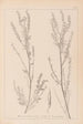 Herbier de la flore française Pl0312 - Louis Antoine Cusin — weergave van het kunstwerk