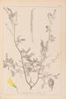 Herbier de la flore française Pl0313 - Louis Antoine Cusin — weergave van het kunstwerk