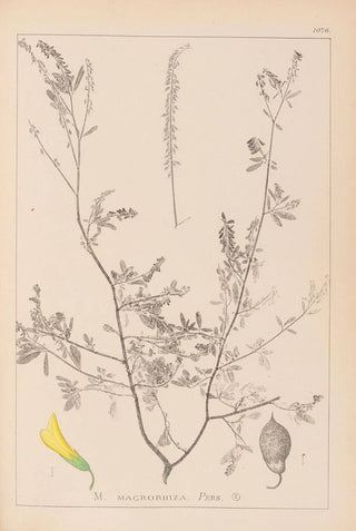 Louis Antoine Cusin - Herbier de la flore franaise Pl0313.webp