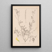 Herbier de la flore française Pl0313 - Louis Antoine Cusin — ingelijst kunstwerk aan de muur