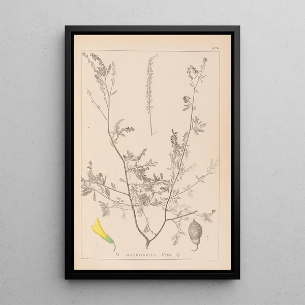 Louis Antoine Cusin - Herbier de la flore franaise Pl0313.webp