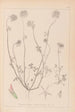 Herbier de la flore française Pl0314 - Louis Antoine Cusin — weergave van het kunstwerk