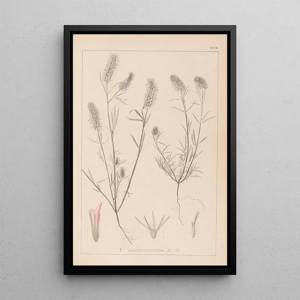 Louis Antoine Cusin - Herbier de la flore franaise Pl0315.webp