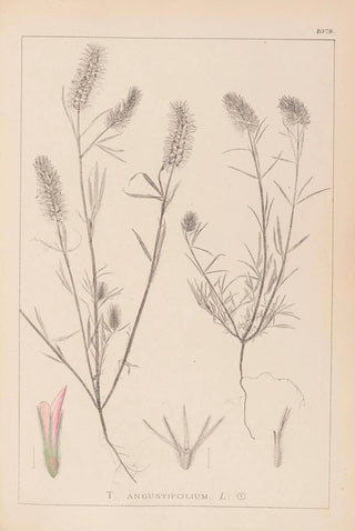Louis Antoine Cusin - Herbier de la flore franaise Pl0315.webp