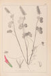 Herbier de la flore française Pl0316 - Louis Antoine Cusin — weergave van het kunstwerk
