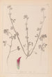 Herbier de la flore française Pl0321 - Louis Antoine Cusin — weergave van het kunstwerk
